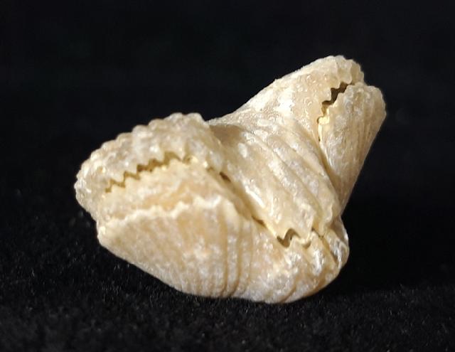 Cyclothyris vespertilio (BROCCHI 1813) - Bild © FossNet FossilienStore